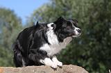 BORDER COLLIE 104